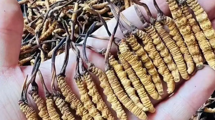 冬蟲(chóng)夏草適宜哪些人群？