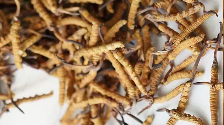 冬蟲夏草一斤多少元一根？多因素交織下的價格探秘