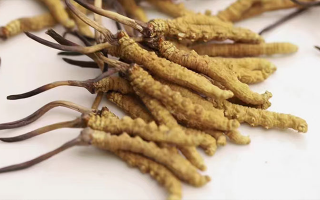 長(zhǎng)期吃冬蟲夏草會(huì)怎么樣？從益處到注意事項(xiàng)詳解