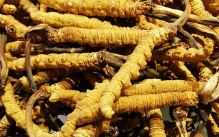 紫河車與冬蟲夏草的區(qū)別：來源、功效及適用場景解析