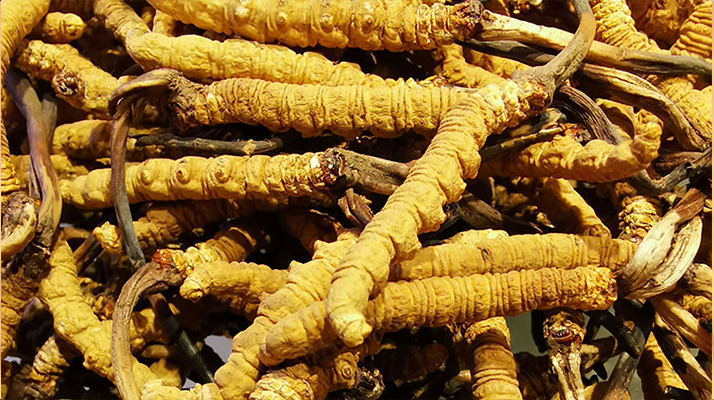 2025冬蟲(chóng)夏草行情走勢(shì)圖解析：采挖季左右波動(dòng)，下半年趨穩(wěn)