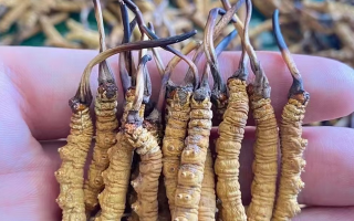  冬蟲夏草燉西洋參：秋冬滋補(bǔ)黃金搭配，這樣燉