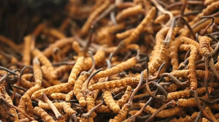 鮮冬蟲夏草有保質(zhì)期嗎？儲存方式與時效全解析