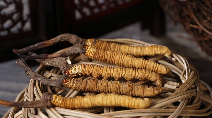 如何區(qū)別冬蟲夏草的好壞 