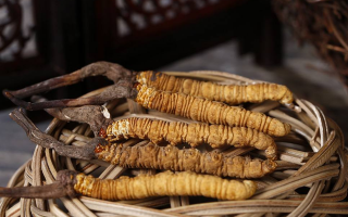 如何區(qū)別冬蟲夏草的好壞？5 大維度鑒別優(yōu)質(zhì)蟲草