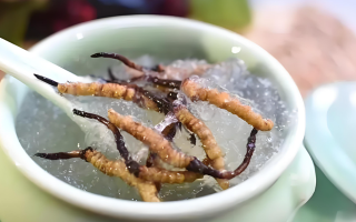 十根冬蟲夏草能泡幾斤酒？泡酒比例與細節(jié)指南