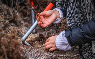 山上認(rèn)冬蟲夏草：從環(huán)境到細(xì)節(jié)，4 步避開 “偽蟲草”