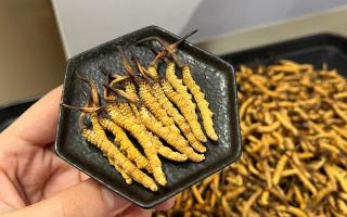 冬蟲夏草可以煲骨頭嗎？當然可以！這樣做營養(yǎng)翻倍