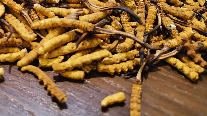 2025 年干<a href=http://m.anyvice.com/jiage/ target=_blank class=infotextkey>冬蟲夏草價格</a>指南