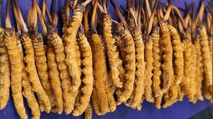 冬蟲(chóng)夏草怎樣保存才有效