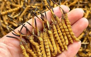 冬蟲夏草專家詳解：不同形態(tài)蟲草的保存方法與時(shí)限，避免營養(yǎng)白白流失