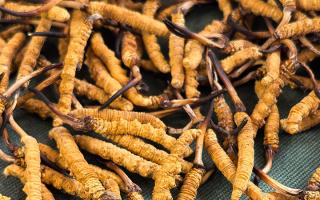 燉了二十年蟲草湯，這口感我太熟了，跟你細(xì)細(xì)說