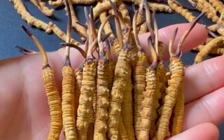 深耕蟲草 15 年：2025 年行情揭秘，高價(jià)背后藏著這些門道