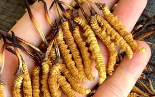 冬蟲夏草含水量：多少才合適？