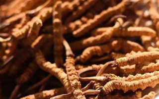 冬蟲夏草采后保存指南：鎖住營(yíng)養(yǎng)，延長(zhǎng)鮮度?