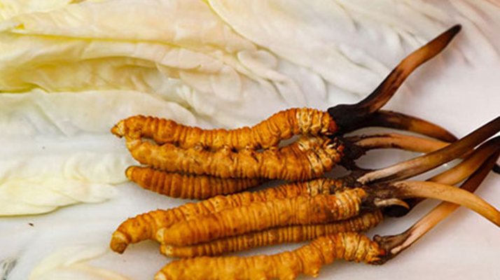 鮮冬蟲夏草完整預處理與保存指南