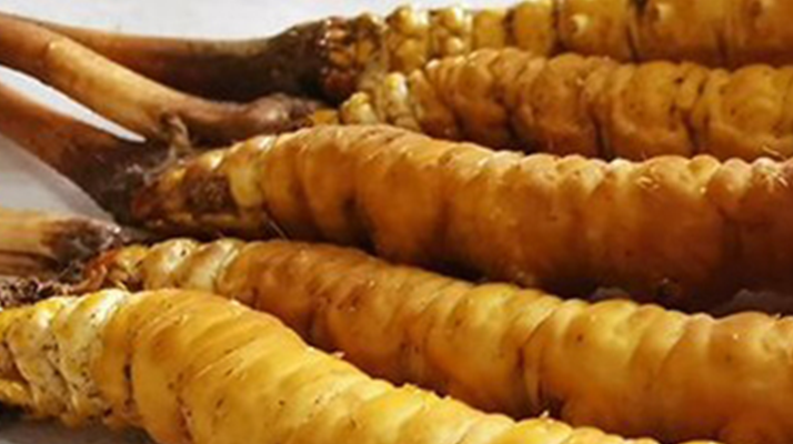 鮮冬蟲夏草可以用水洗嗎？